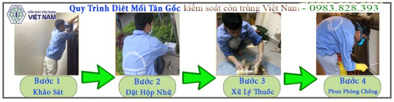 Bí quyết diệt mối mọt tận gốc tại nhà, nói không với sự quay trở lại