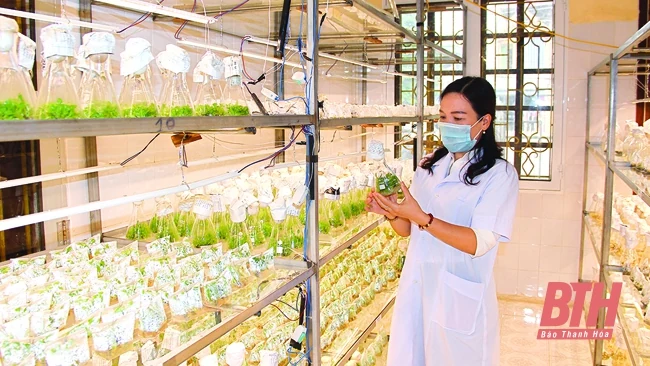 Kết quả đáng ghi nhận về chuyển đổi cơ cấu giống cây trồng