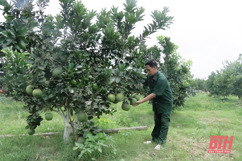 Sẵn sàng cho mùa quả ngọt