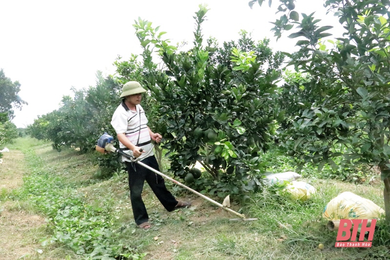 Sẵn sàng cho mùa quả ngọt