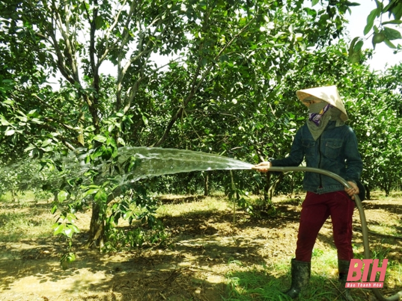 Sẵn sàng cho mùa quả ngọt