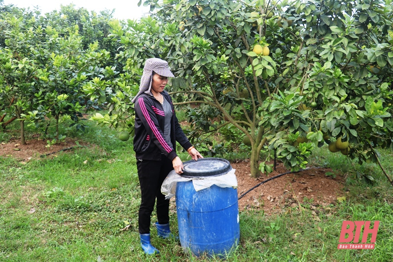 Sẵn sàng cho mùa quả ngọt