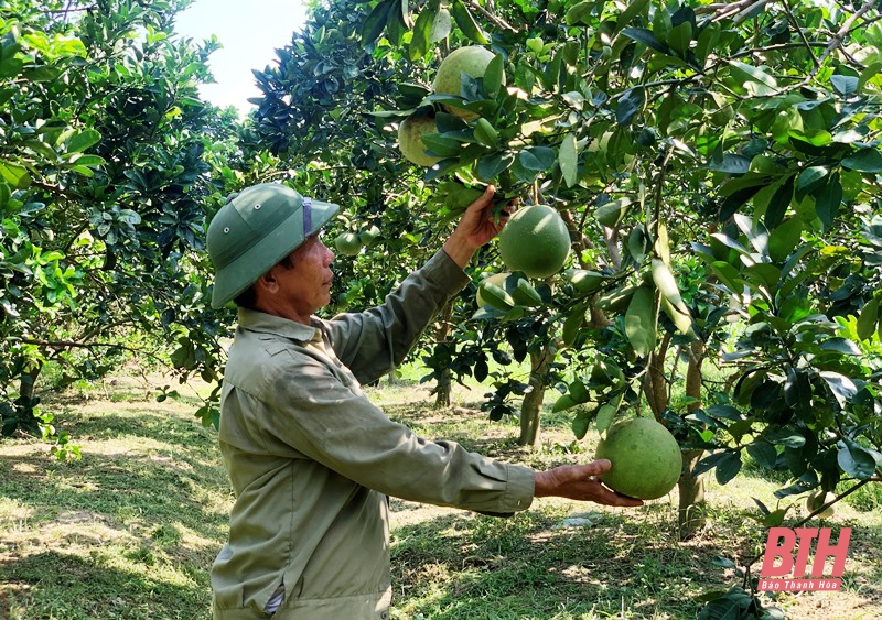 Sẵn sàng cho mùa quả ngọt