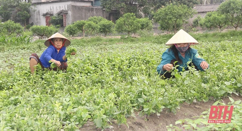 Xây dựng 10 cơ chế, chính sách phát triển nông nghiệp, nông thôn trên địa bàn tỉnh Thanh Hóa giai đoạn 2021-2025