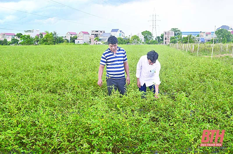 Hướng phát triển mới cho cây dược liệu xứ Thanh