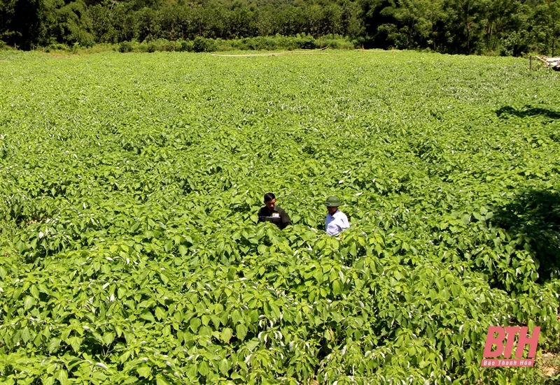 Bổ sung nguyên liệu phục vụ Nhà máy sản xuất sợi dệt tại xã Cẩm Tú