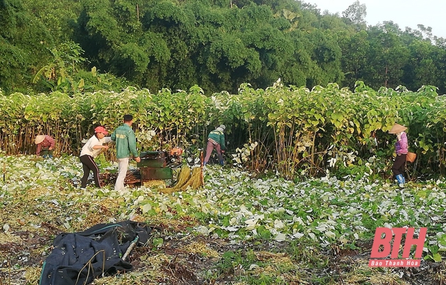 Tháo gỡ khó khăn trong phát triển cây gai xanh phục vụ chế biến