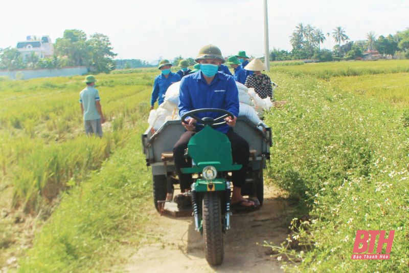 Đoàn Thanh niên xã Hoằng Tân hỗ trợ gia đình cách ly y tế thu hoạch lúa mùa