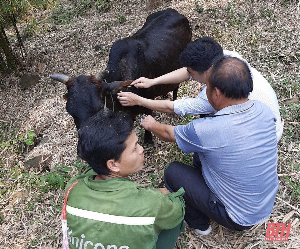 Huyện Mường Lát cần khẩn trương tổ chức tiêm phòng cho đàn gia súc, gia cầm đợt 2 năm 2021