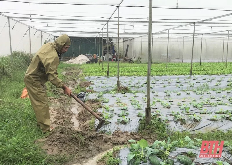 Chủ động thực hiện các biện pháp bảo vệ cây trồng vụ đông