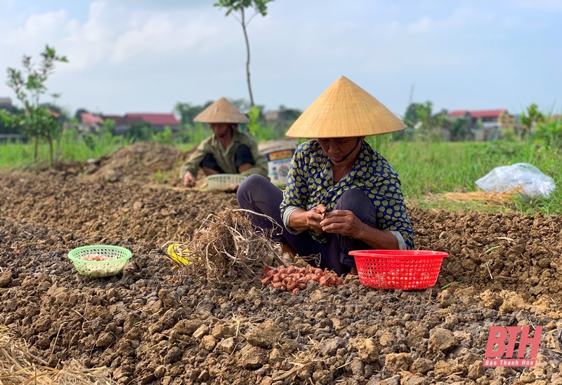 Trên những cánh đồng sản xuất vụ đông