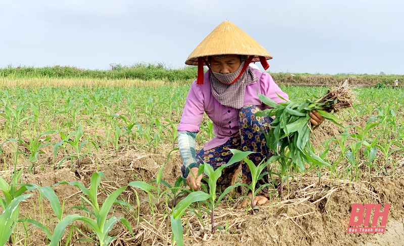 Trên những cánh đồng sản xuất vụ đông