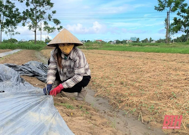 Chủ động thực hiện các biện pháp bảo vệ cây trồng vụ đông