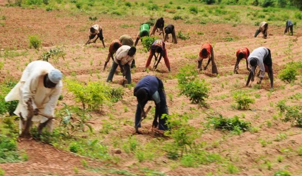 LHQ cảnh báo nguy cơ khủng hoảng lương thực ở miền Đông Niger