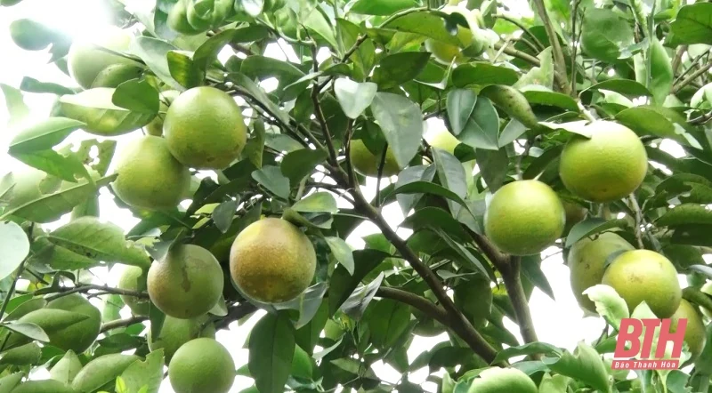 Huyện Thọ Xuân: Công bố, trao văn bằng bảo hộ nhãn hiệu tập thể Cam Xuân Thành
