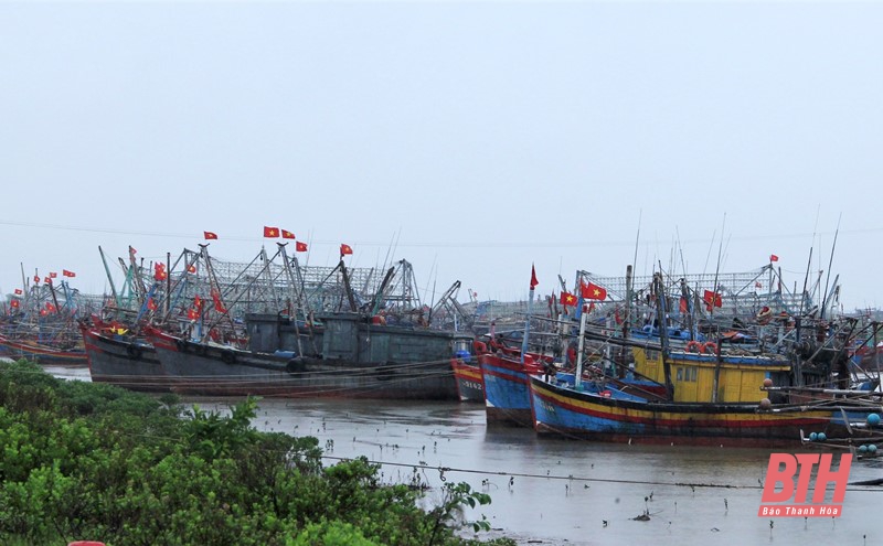 Thanh Hóa: Tất cả tàu thuyền đã vào nơi tránh trú an toàn và nắm được thông tin về bão số 8
