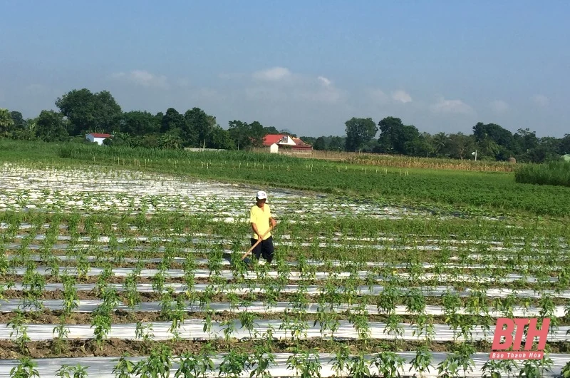 Sản xuất cây trồng vụ đông đạt 66,9% kế hoạch