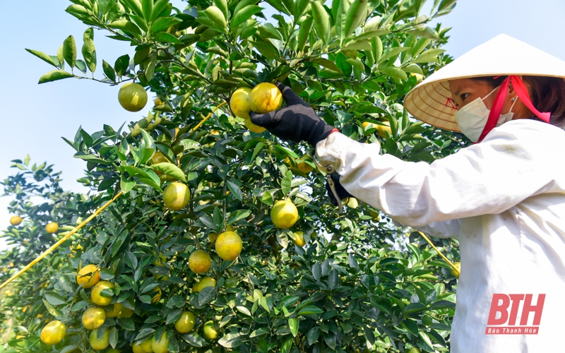 Mùa cam ngọt ở Vân Du