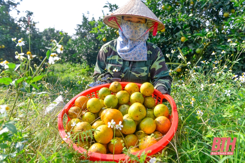 Mùa cam ngọt ở Vân Du