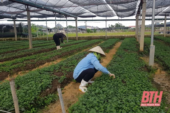 Nông dân vùng hoa Đông Cương chủ động tìm hướng sản xuất trong tình hình dịch bệnh