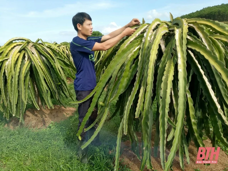 Người trẻ bỏ phố về quê làm nông dân