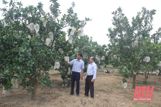 Cựu chiến binh Hậu Lộc giúp nhau giảm nghèo, làm kinh tế giỏi