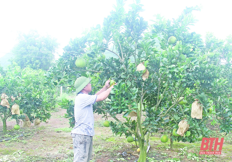 Huyện Thạch Thành phát triển các sản phẩm tiêu biểu