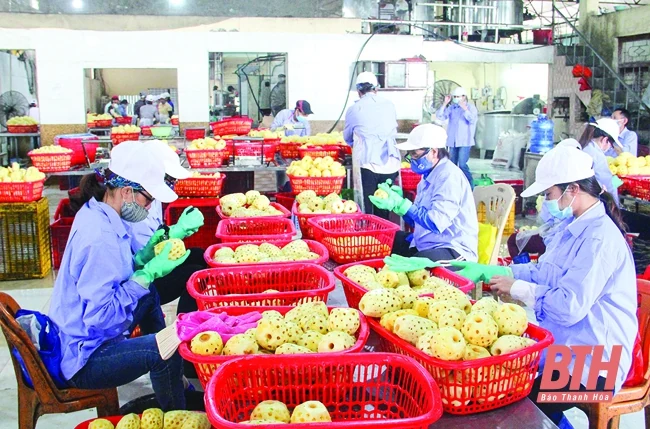 Doanh nghiệp xuất khẩu nông sản tập trung phục hồi sản xuất