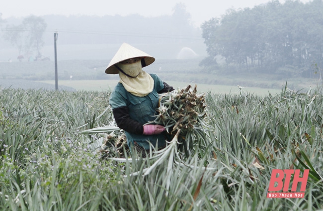 Đẩy mạnh liên kết sản xuất, tiêu thụ cho vùng nguyên liệu dứa