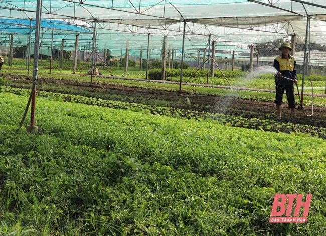 Huyện Nông Cống phát triển cây trồng vụ đông