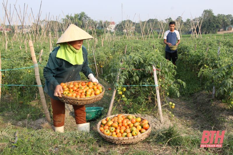 Nông dân háo hức thu hoạch cây trồng vụ đông