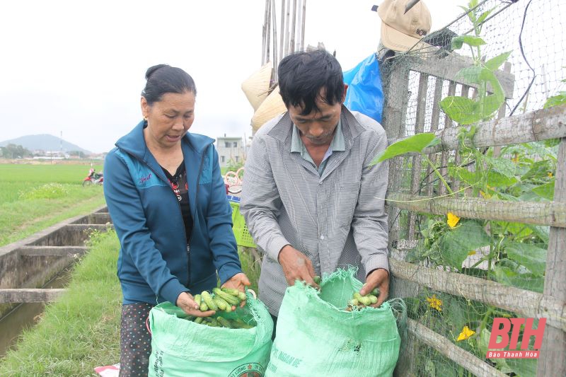 Nông dân háo hức thu hoạch cây trồng vụ đông