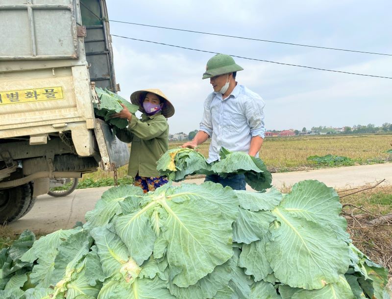 Nông dân háo hức thu hoạch cây trồng vụ đông