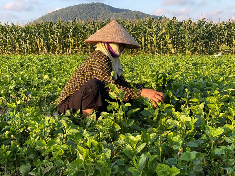 Nông dân háo hức thu hoạch cây trồng vụ đông