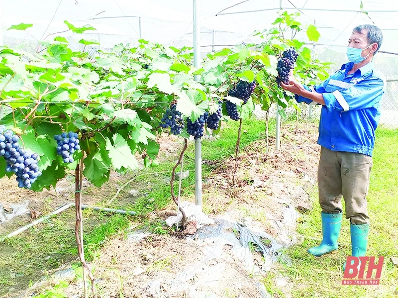 Huyện Nông Cống thực hiện tái cơ cấu nông nghiệp, xây dựng nhiều mô hình kinh tế hiệu quả