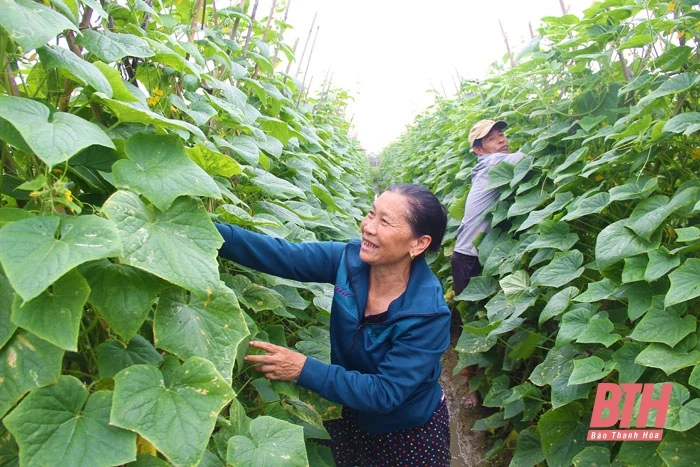 Nông nghiệp khẳng định vai trò bệ đỡ
