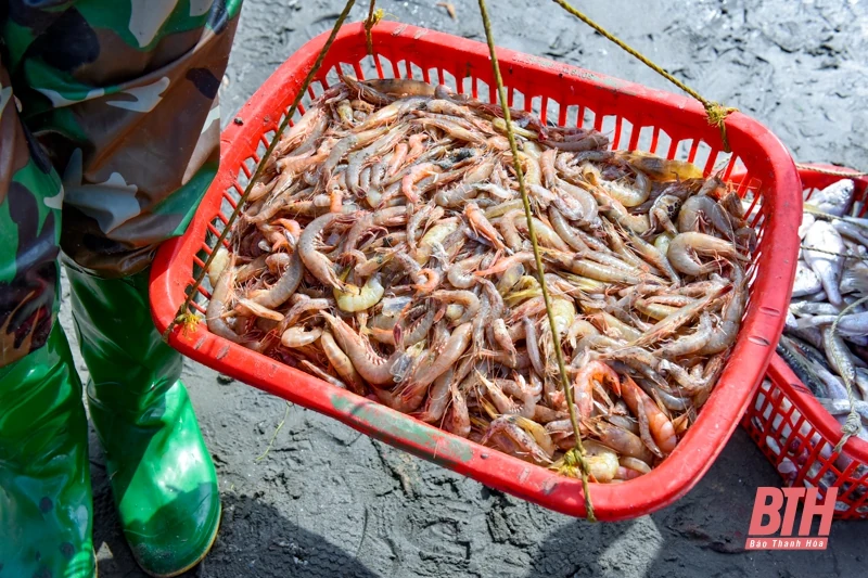 Bến cá Ngư Lộc nhộn nhịp dịp cuối năm