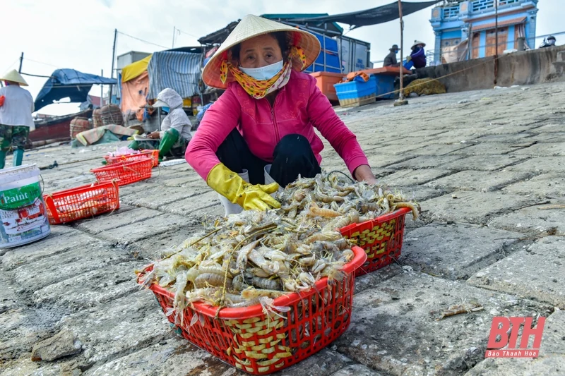 Bến cá Ngư Lộc nhộn nhịp dịp cuối năm