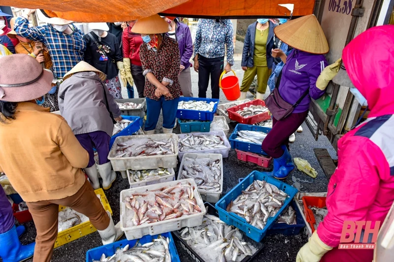 Bến cá Ngư Lộc nhộn nhịp dịp cuối năm