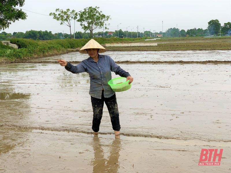 Phấn đấu gieo trồng 195.250 ha cây trồng trong vụ đông xuân 2021-2022