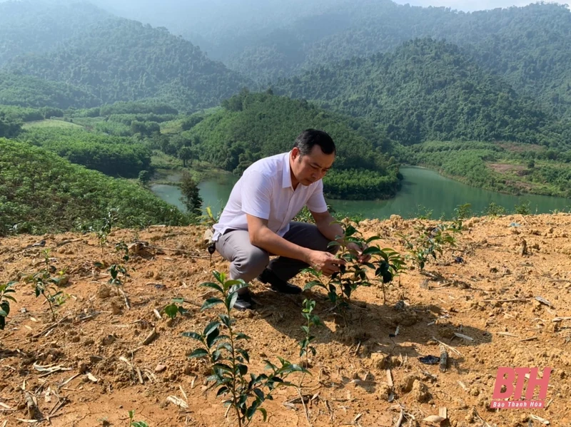 Phát triển vùng nguyên liệu chè phục vụ chế biến