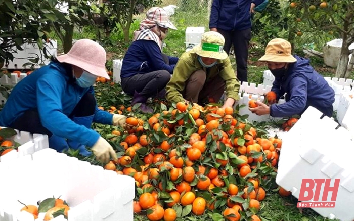 Để sản phẩm cam Như Xuân vững tin vào hệ thống phân phối lớn