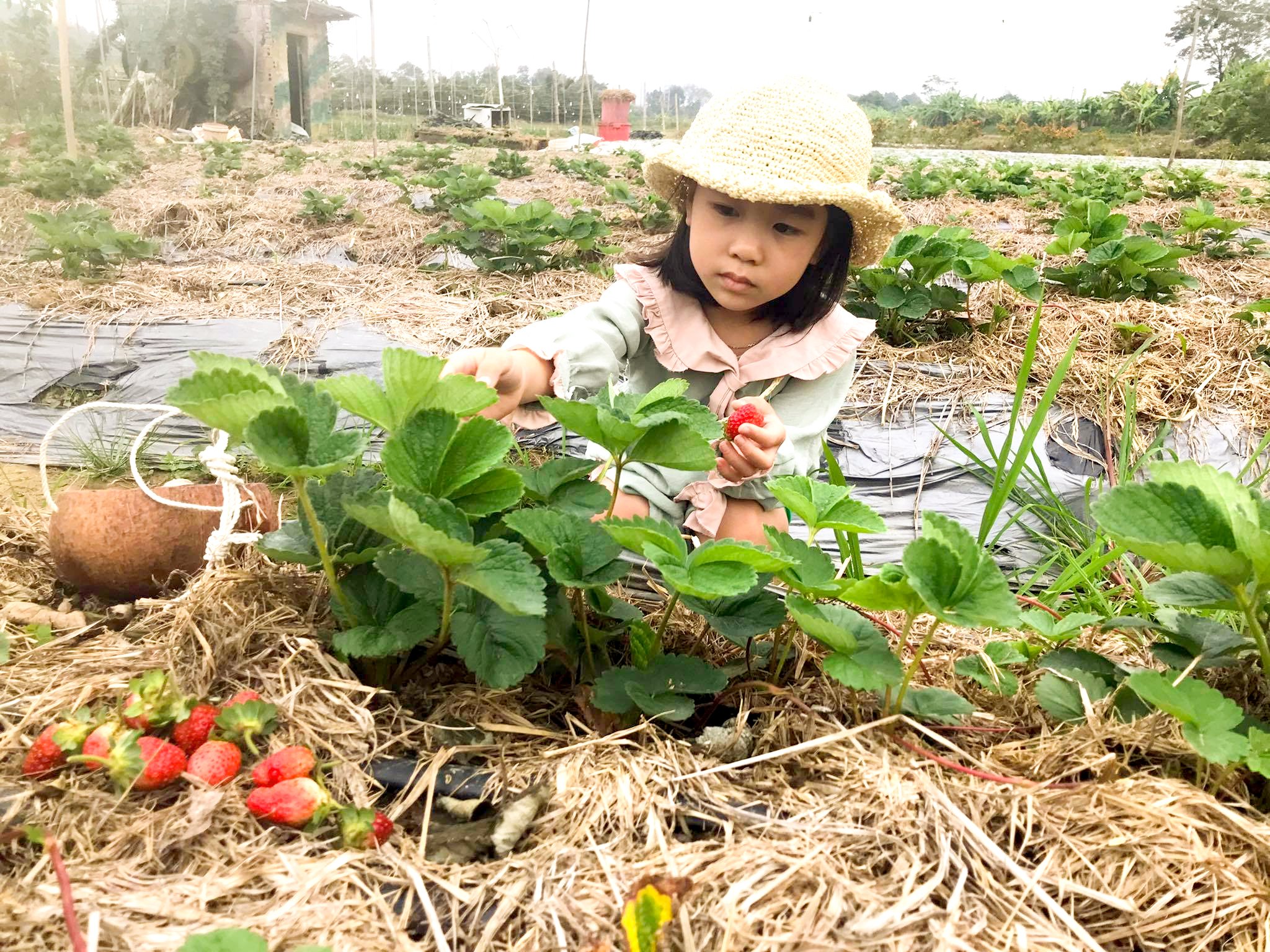 Có một Đà Lạt rất thơ ngay tại Thanh Hóa