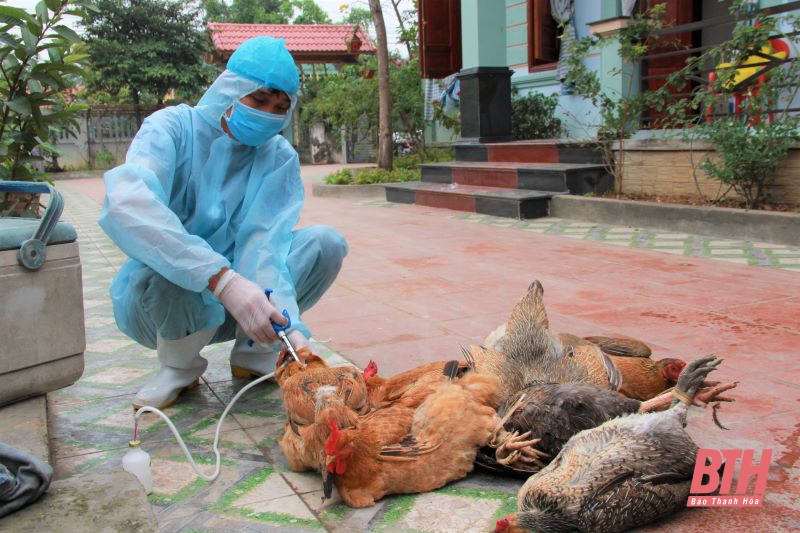 Triển khai tiêu độc môi trường phòng, chống dịch bệnh gia súc, gia cầm