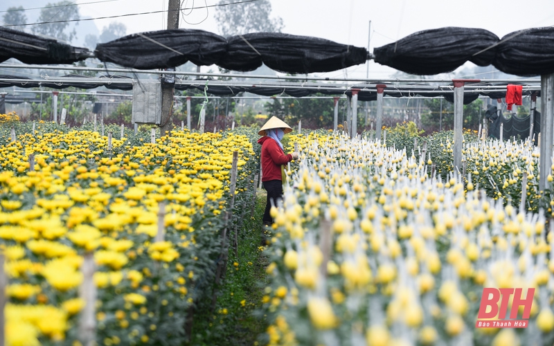 Làng hoa Đông Cương những ngày cuối năm