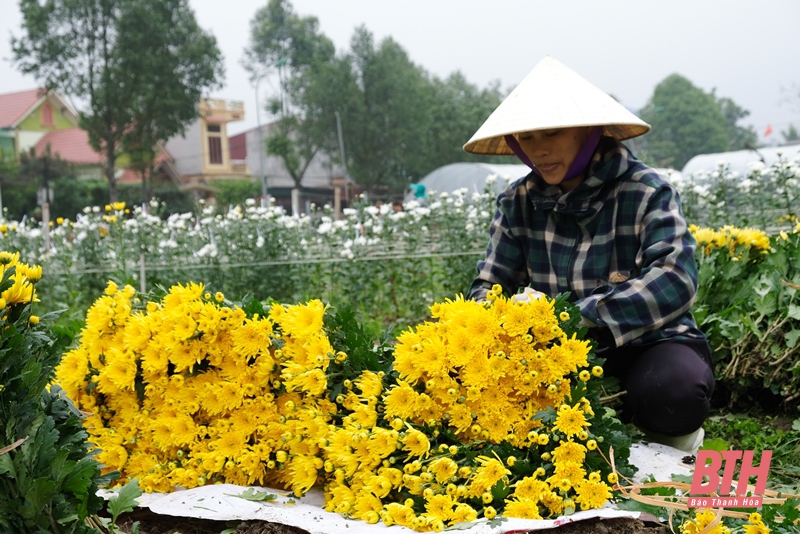 Làng hoa Đông Cương những ngày cuối năm