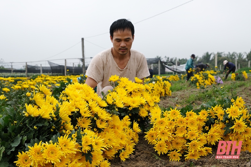 Làng hoa Đông Cương những ngày cuối năm