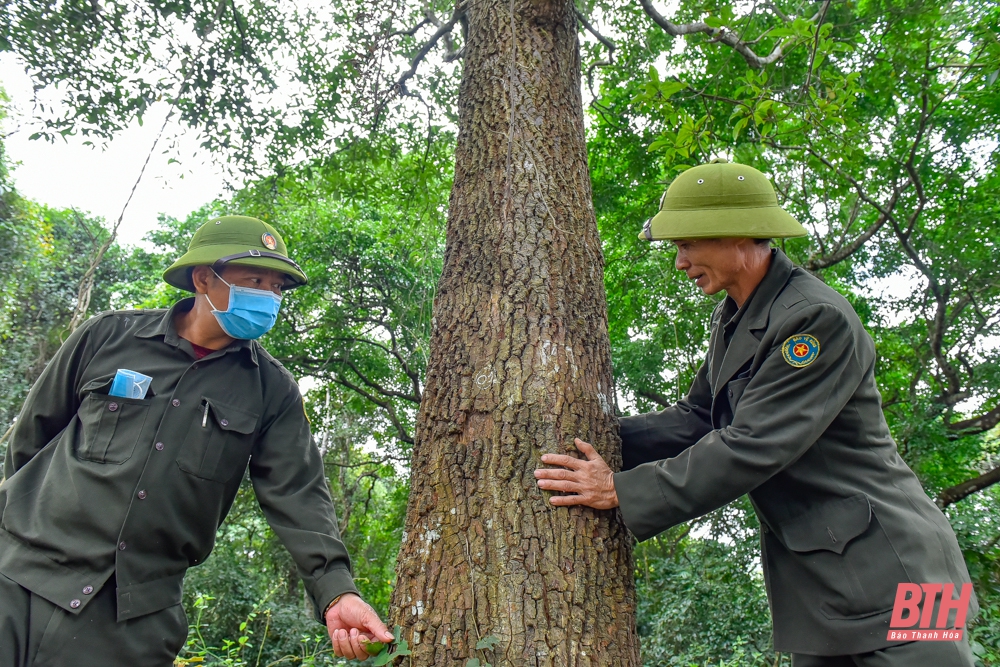 Thăm rừng sến lớn nhất Đông Nam Á tại Thanh Hóa