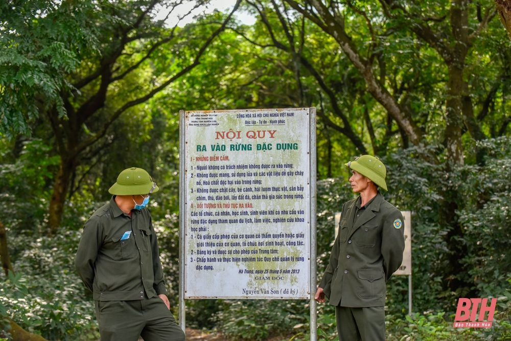 Thăm rừng sến lớn nhất Đông Nam Á tại Thanh Hóa