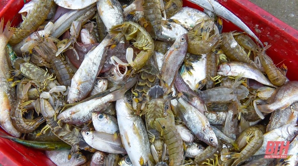 Ngư dân Thanh Hóa phấn khởi đi chuyến biển đầu năm mới